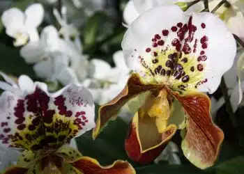 white and green flower in close up photography