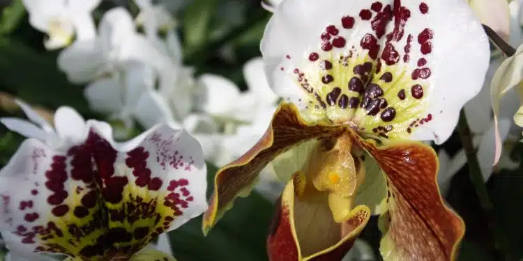 white and green flower in close up photography