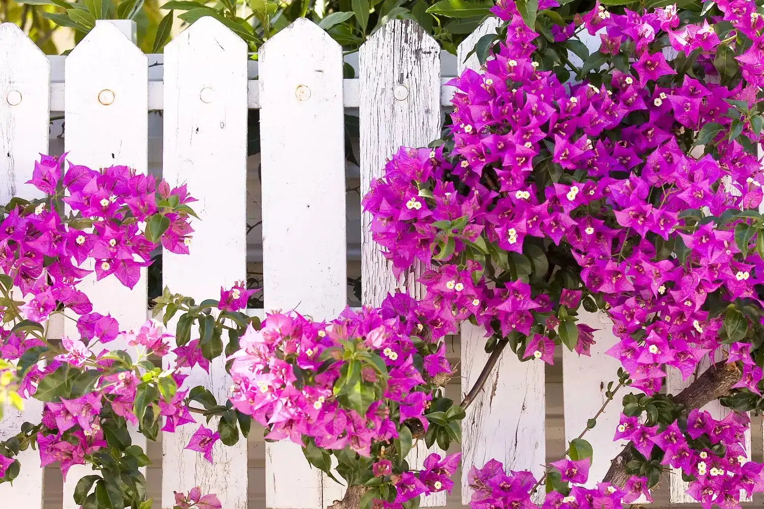 Bougainvillea Glabra