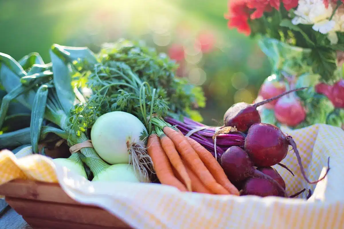potager légumes