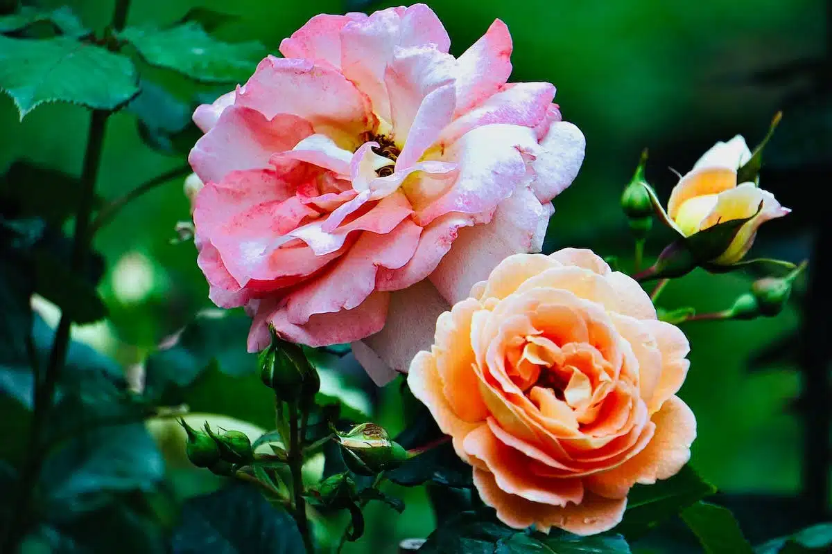 roses variétés