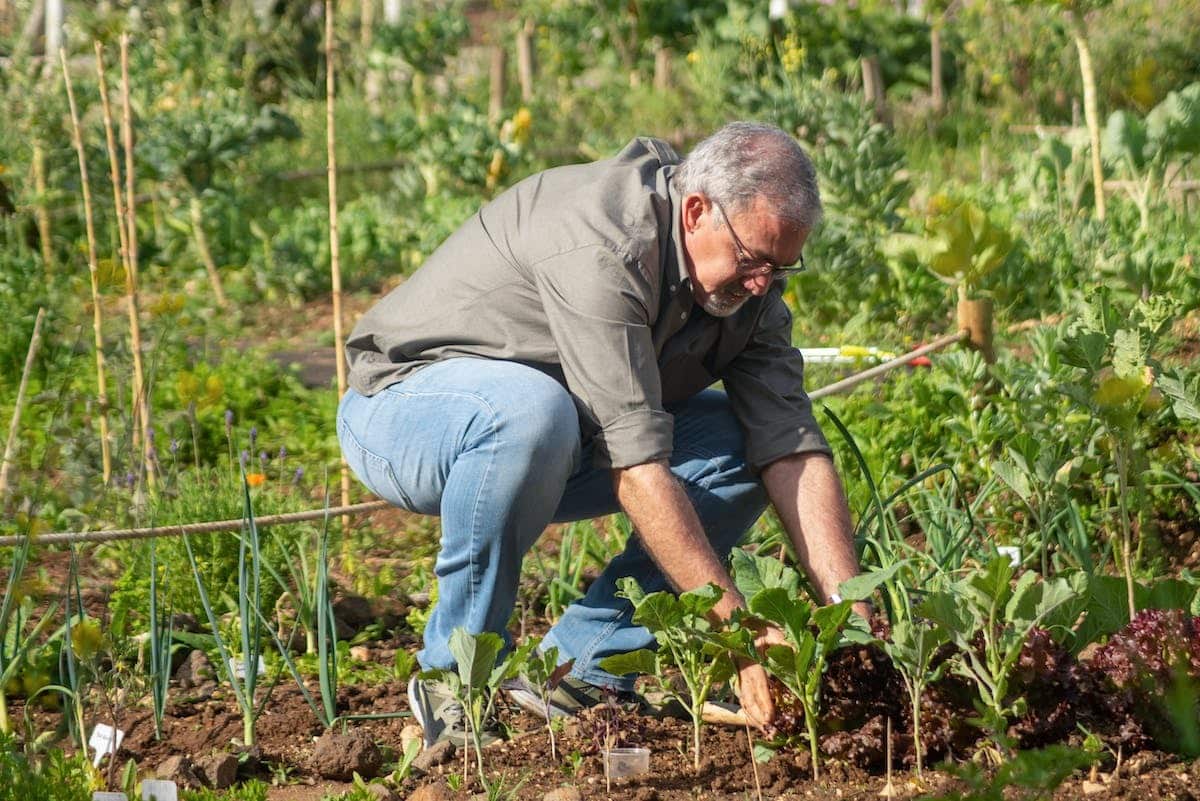 jardinage légumes