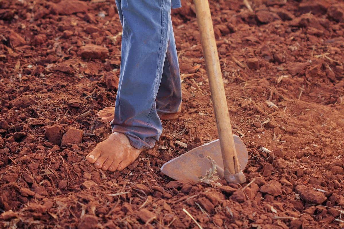 compost  potager