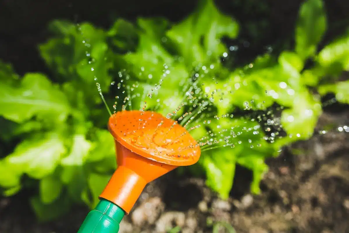 jardinage  économie d eau