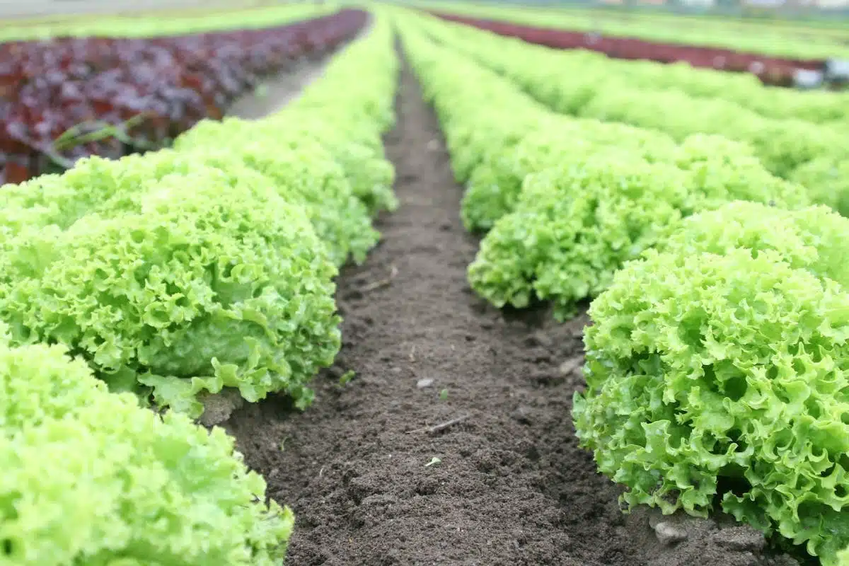 jardinage légumes