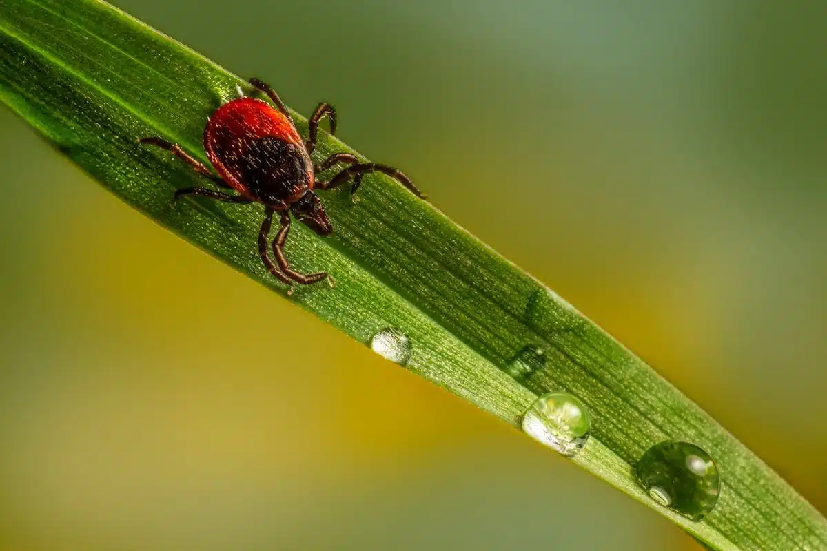 jardin  insectes