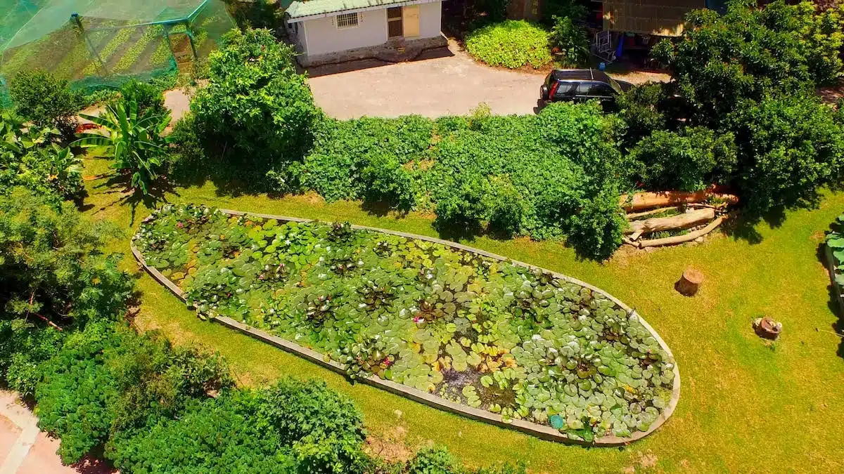 permaculture  potager