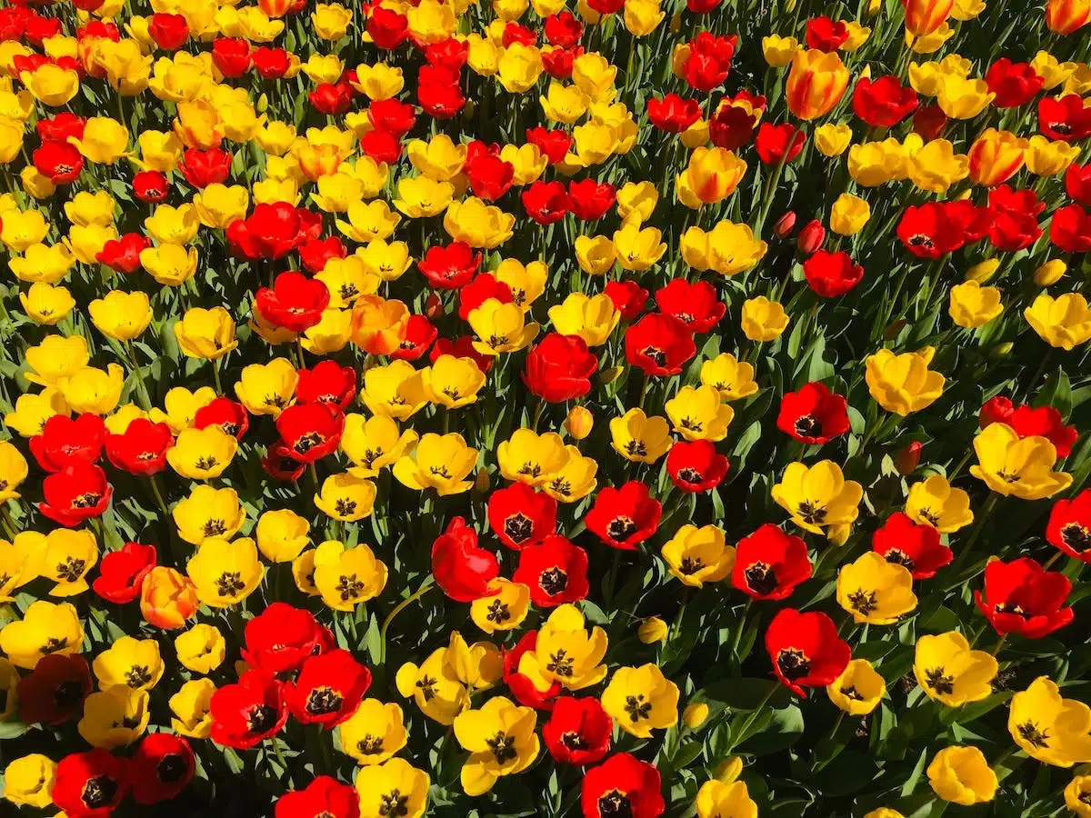 fleurs colorées