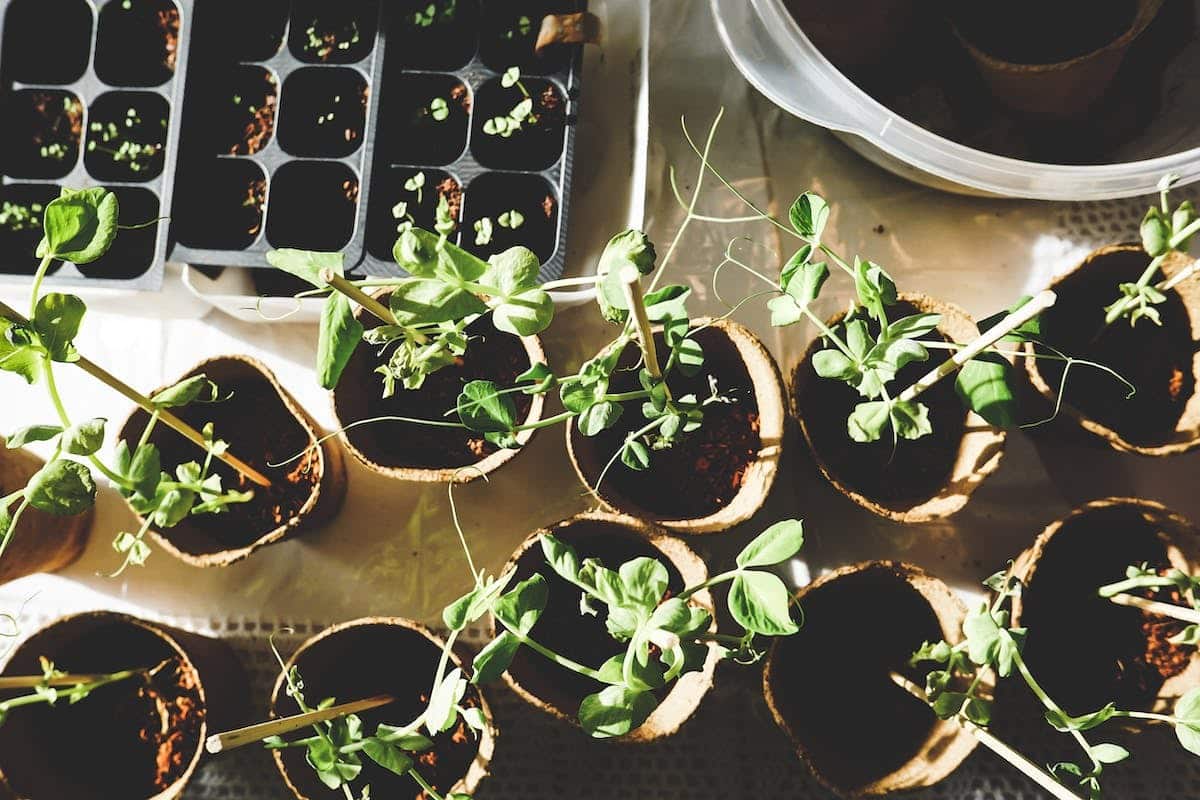potager  conservation