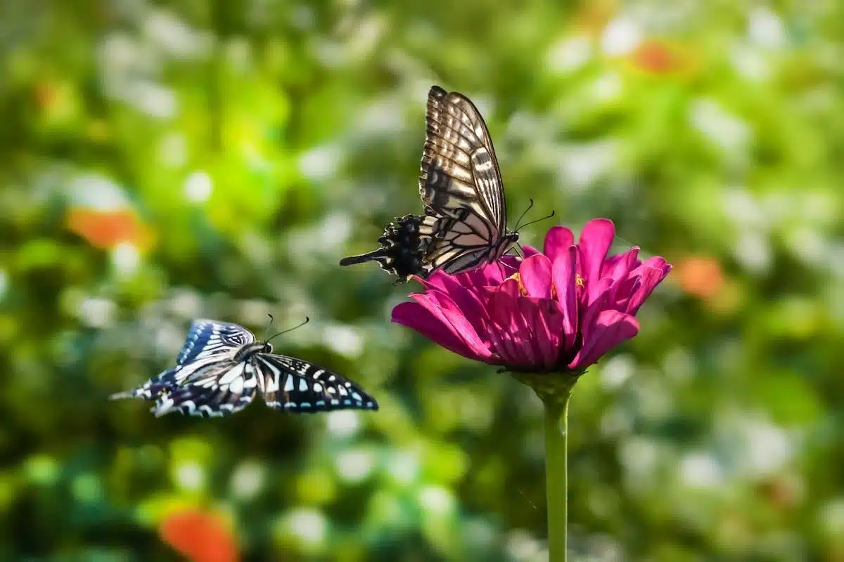 jardin papillons