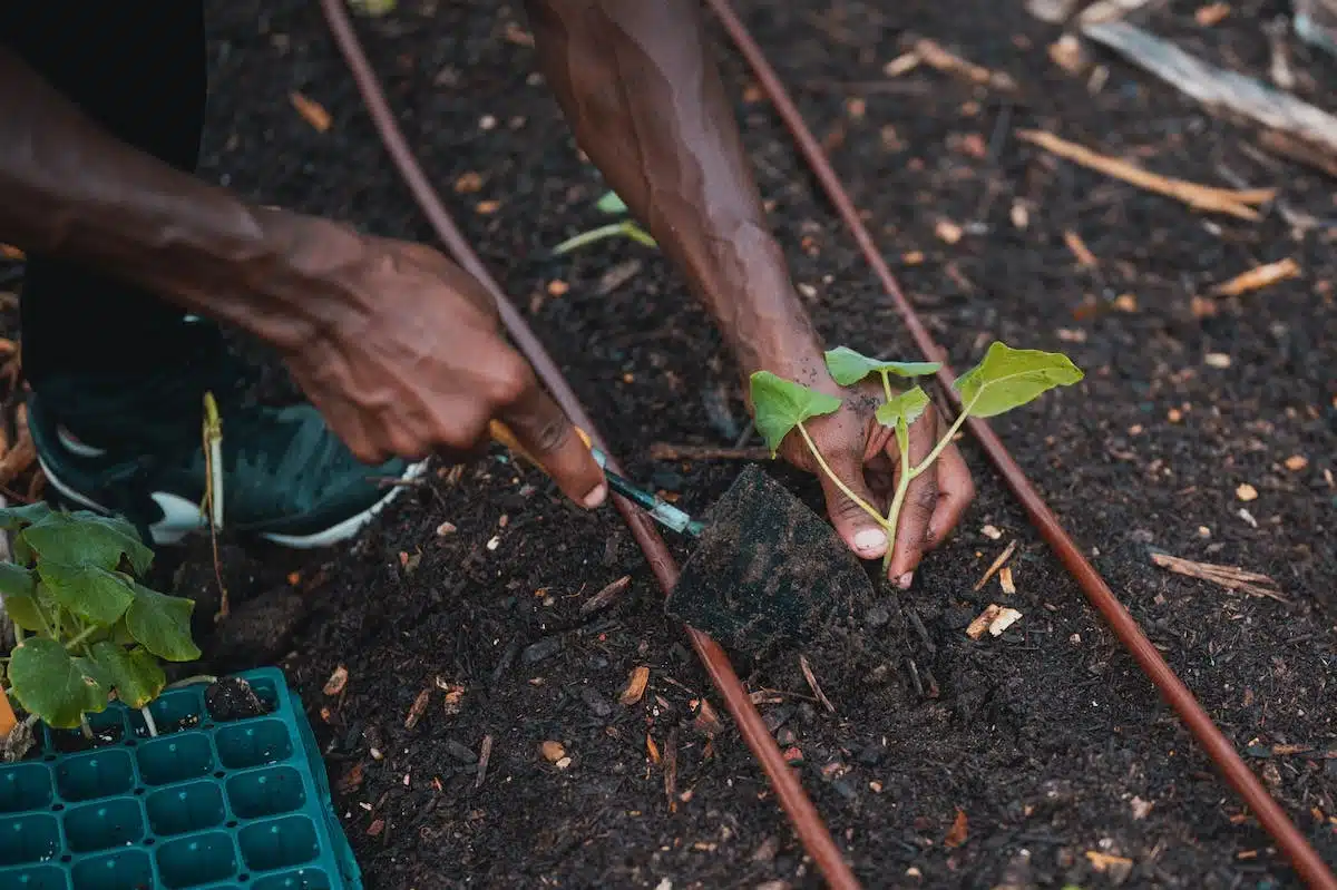 compost  jardinage