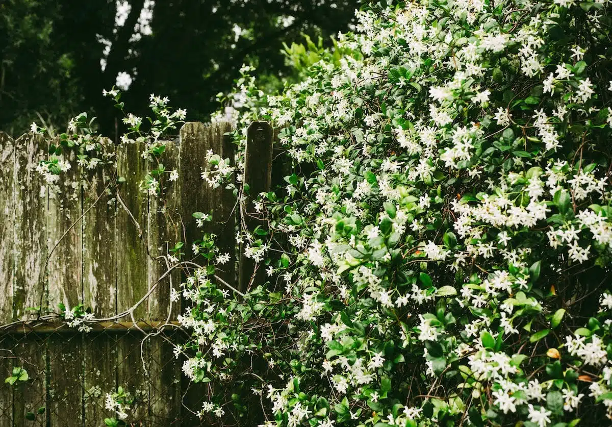 plantes aromatiques