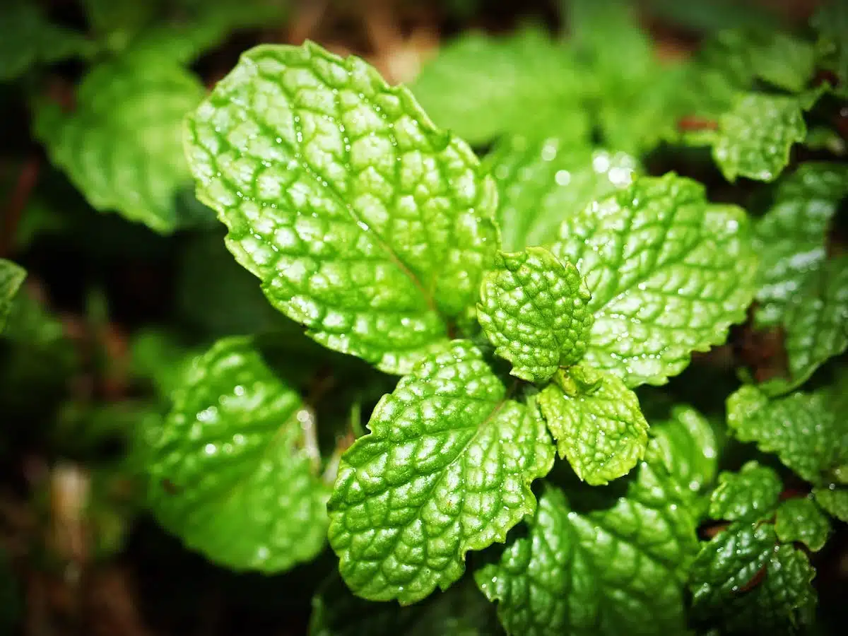potager  nuisibles