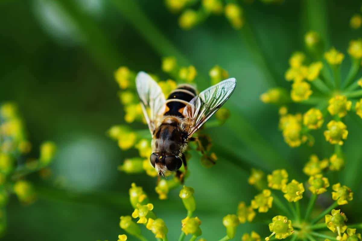 abeilles pollinisation