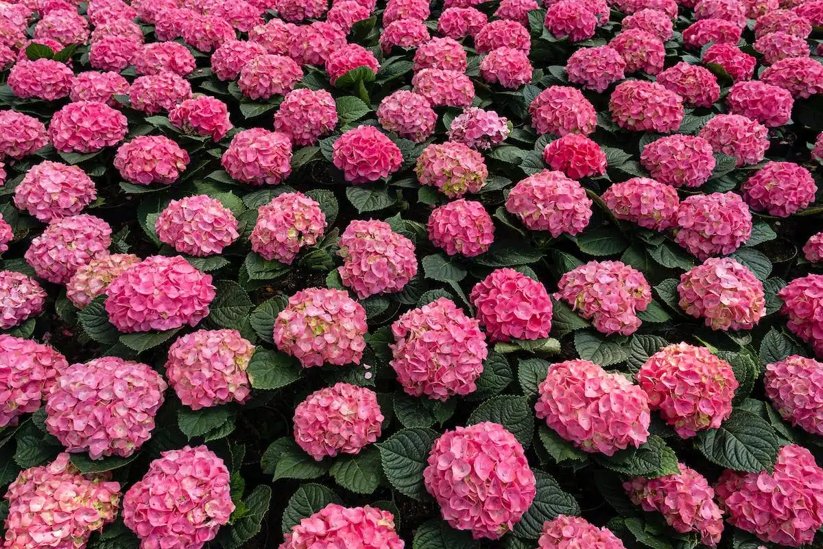 fleurs terrasse