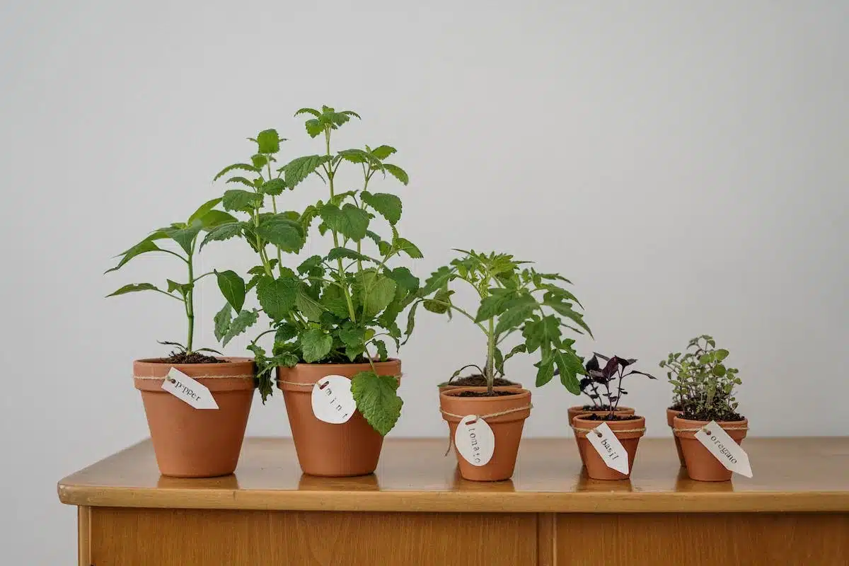potager  débutants