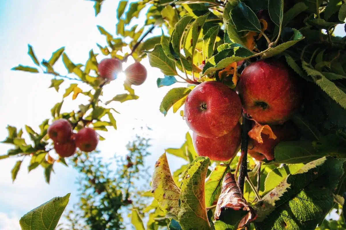 arbres fruitiers