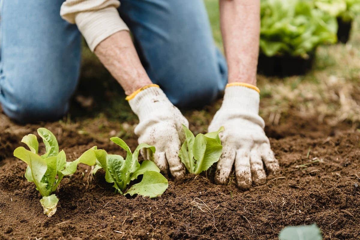 potager fertile