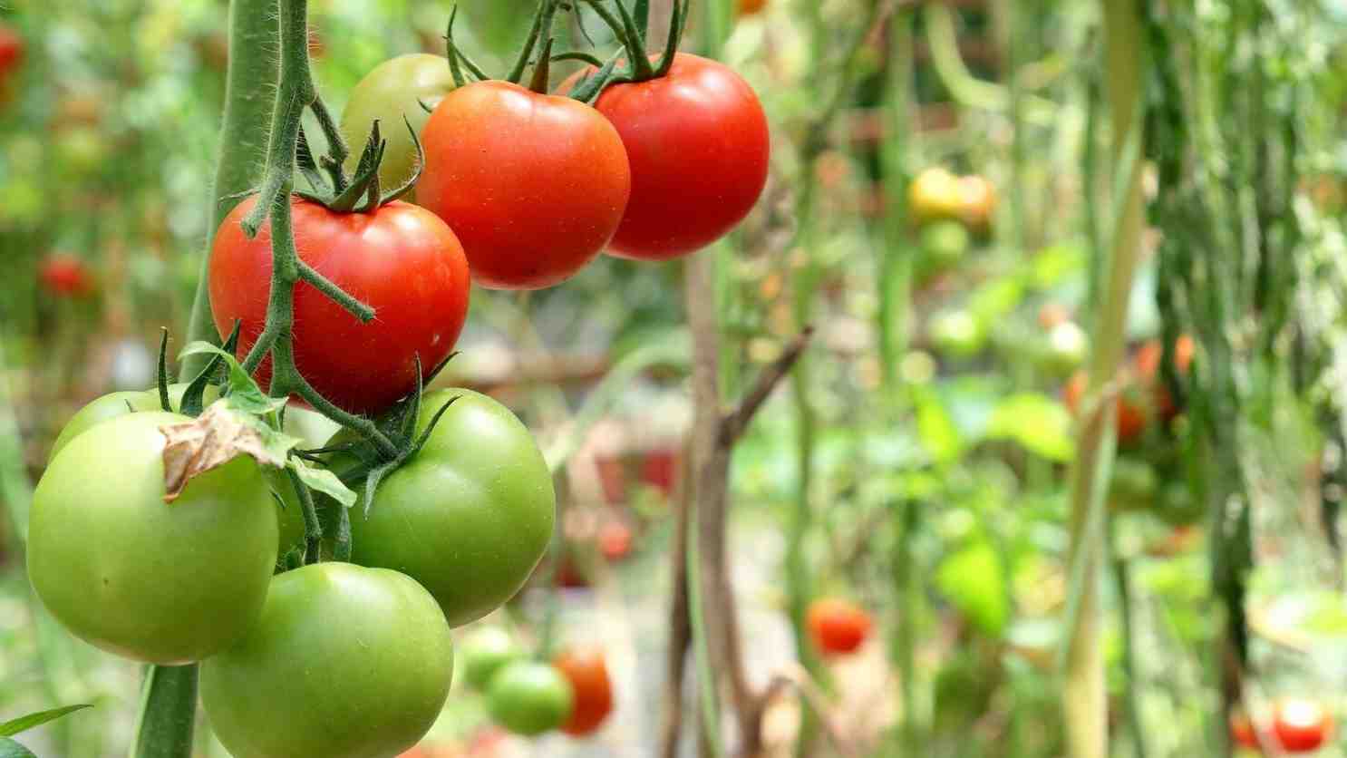 Faire de l’engrais pour tomates 