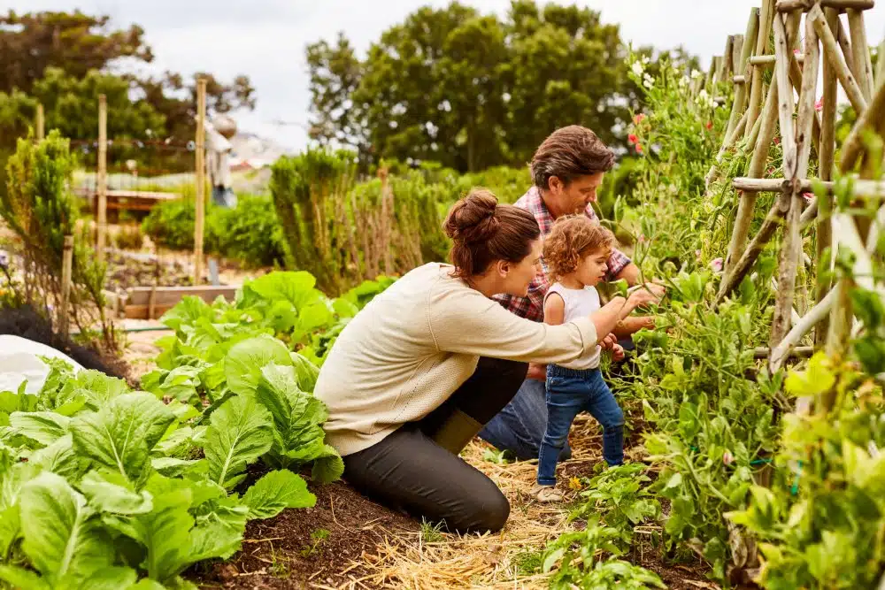 Réussir son potager en 5 étapes essentielles