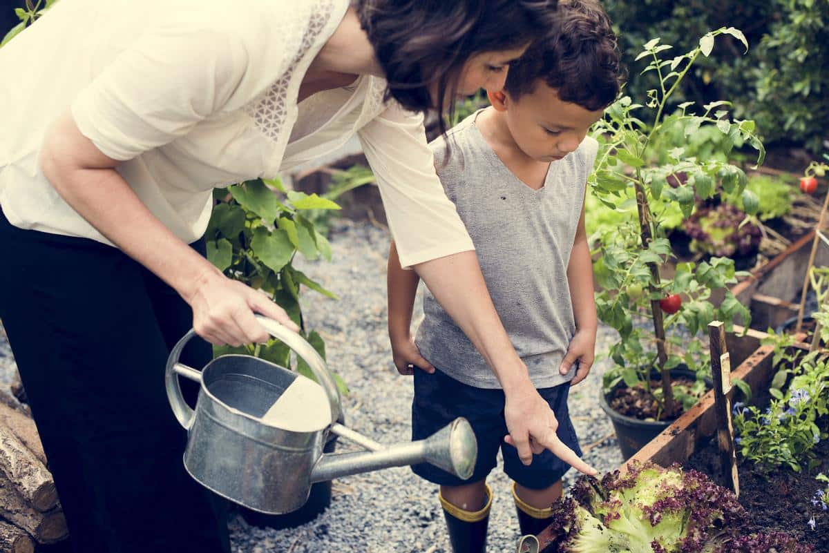 Comment arroser au mieux vos courgettes et obtenir un jardin luxuriant ? Conseil au Jardin