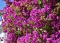 Bougainvillea Glabra