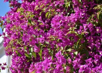 Bougainvillea Glabra