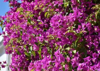 Bougainvillea Glabra