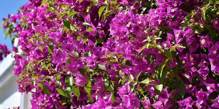 Bougainvillea Glabra