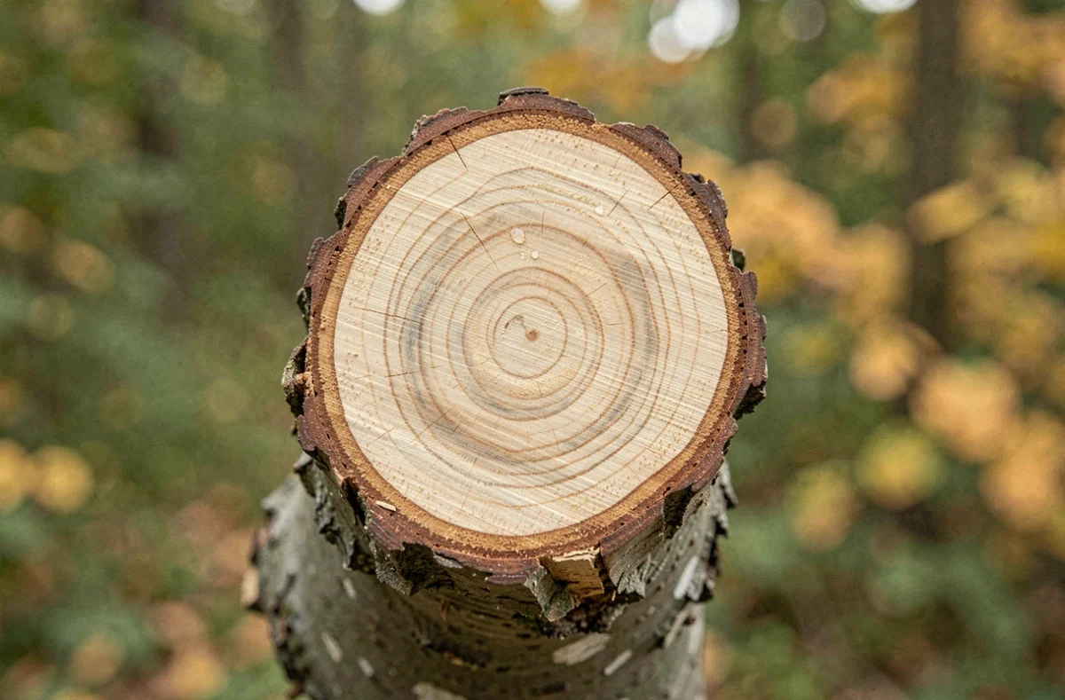 Gros plan sur une coupe nette d'une branche de chêne montrant le bourrelet de cicatrisation préservé