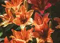 orange and pink-petaled flowers painting