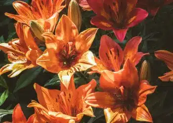 orange and pink-petaled flowers painting