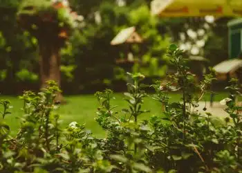 Les meilleures décorations de bordure de jardin pour le printemps