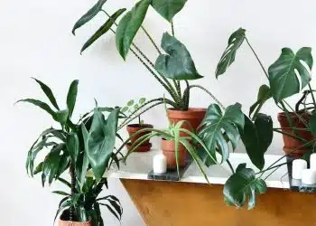 green plant on brown wooden table