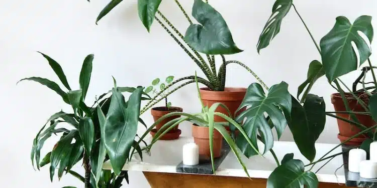 green plant on brown wooden table