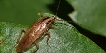 Les blattes à Vénissieux : Un problème qui mérite notre attention
