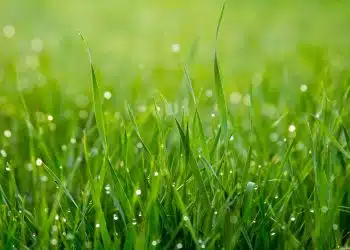 close photo of green grass