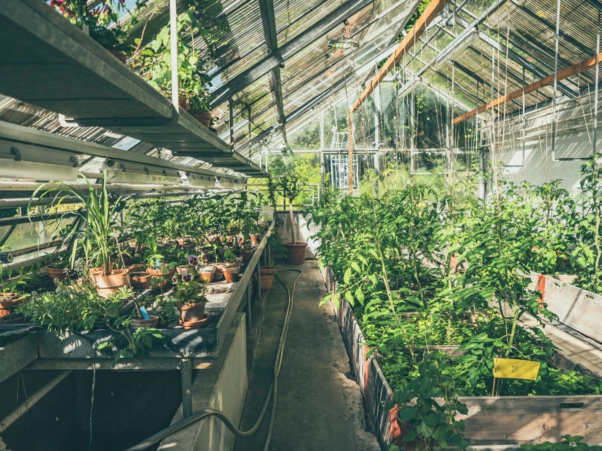 a greenhouse with many plants