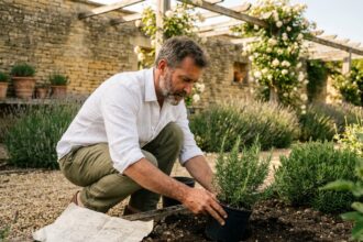 Paysagiste à Bordeaux installant des plantes méditerranéennes dans un jardin en pierre avec pergola en bois