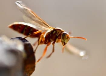 Comment détruire un nid de frelons ?