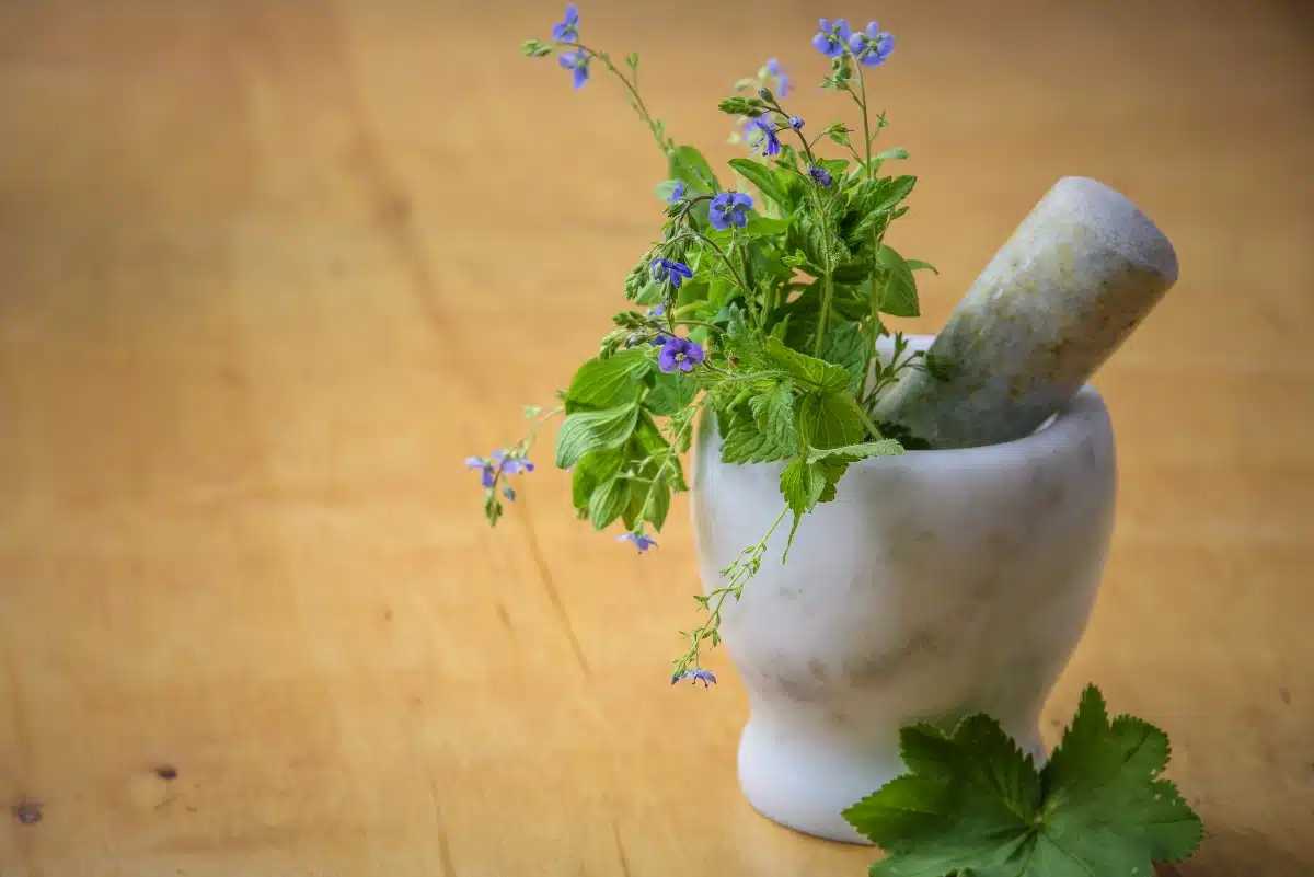 plantes thérapeutiques