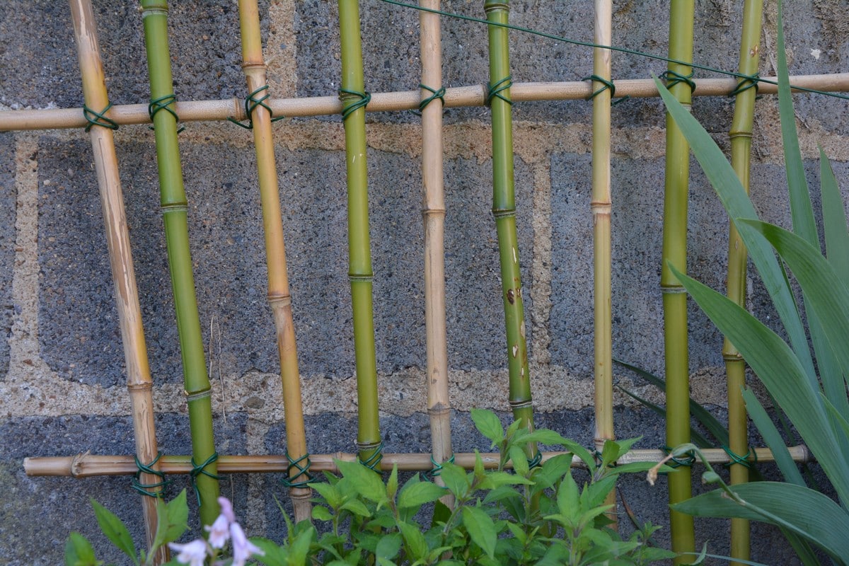 Comment faire un treillis avec des bambous ? Conseil au Jardin