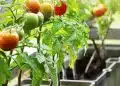 Faire de l’engrais pour tomates