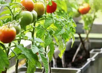 Faire de l’engrais pour tomates