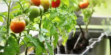 Faire de l’engrais pour tomates