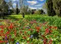 red and purple flower field near green grass field during daytime