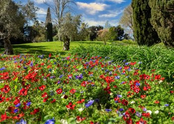 red and purple flower field near green grass field during daytime
