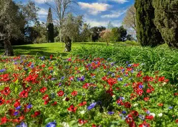 red and purple flower field near green grass field during daytime